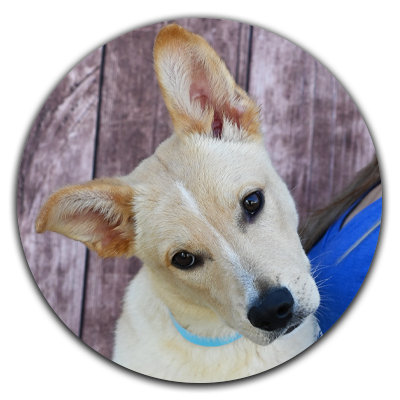 A light tan puppy with a white stripe on her face looking at the camera with a tilted head.