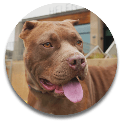 A tan pitbull mix dog with its tongue out.