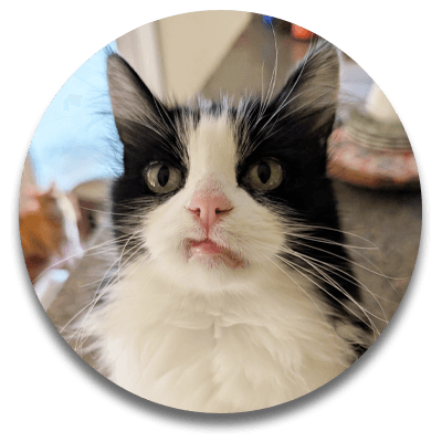 A black and white long haired cat with green eyes and its lip in a snarl.
