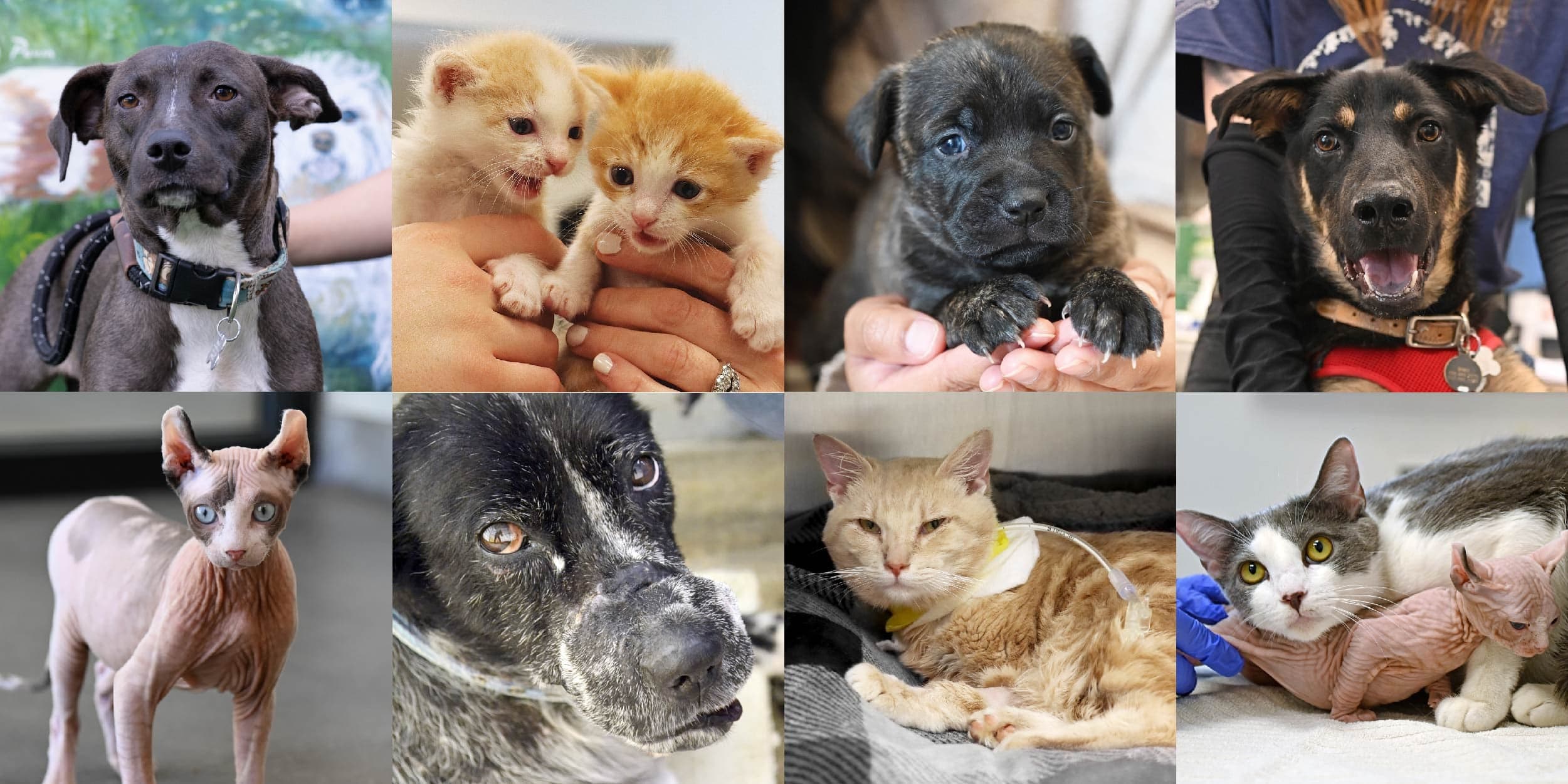 gallery of pets including black dogs, orange and hairless cats.