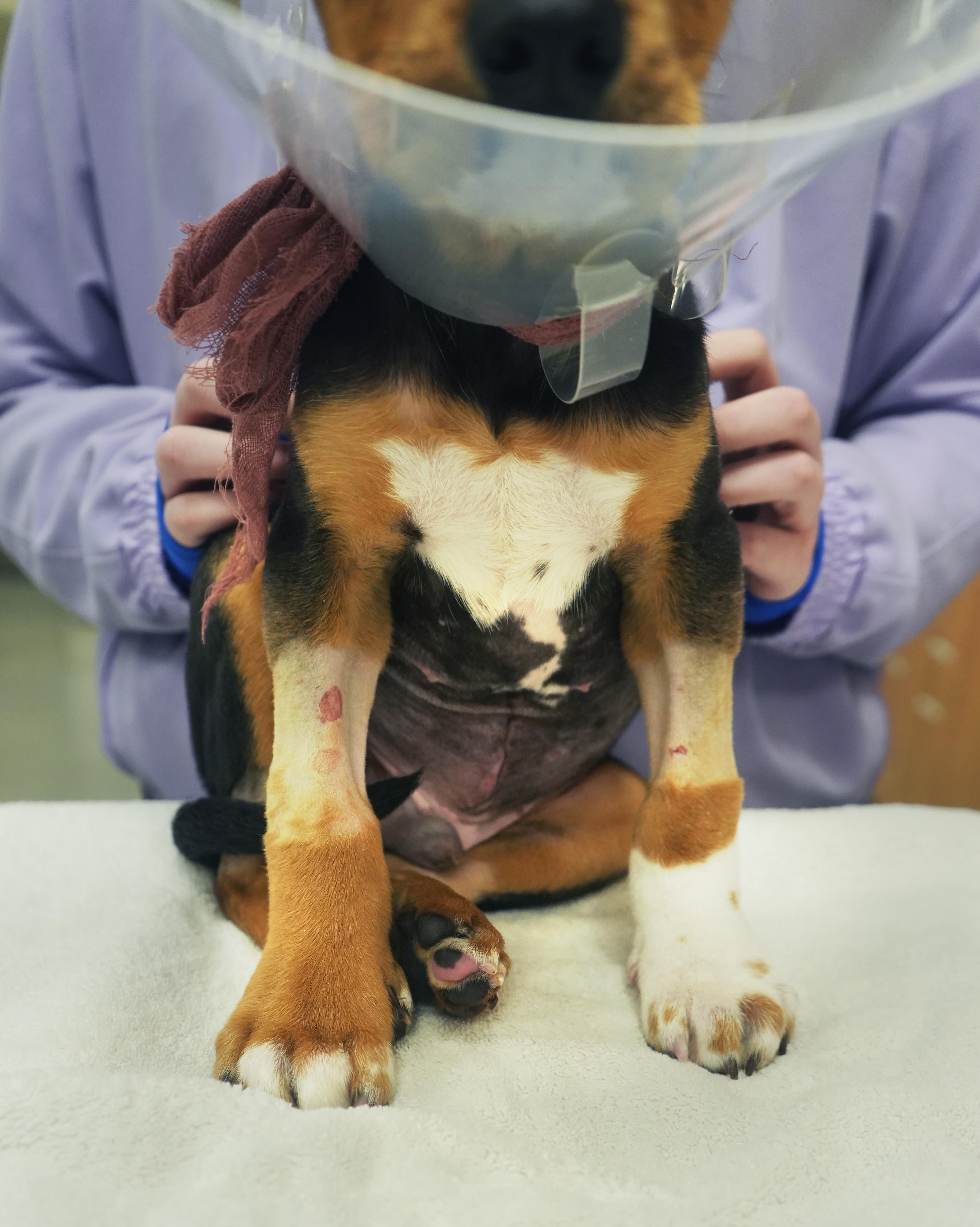 A close up of a puppy wearing a cone stomach with a long incision.