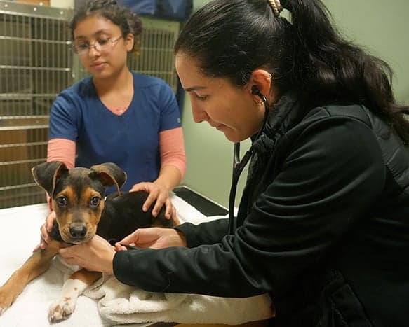 Two women, a veterinarian wearing black and a vet tech wearing dark blue exam a small brown and black puppy with a stethoscope.